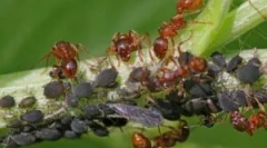 Симбіоз tly і ant